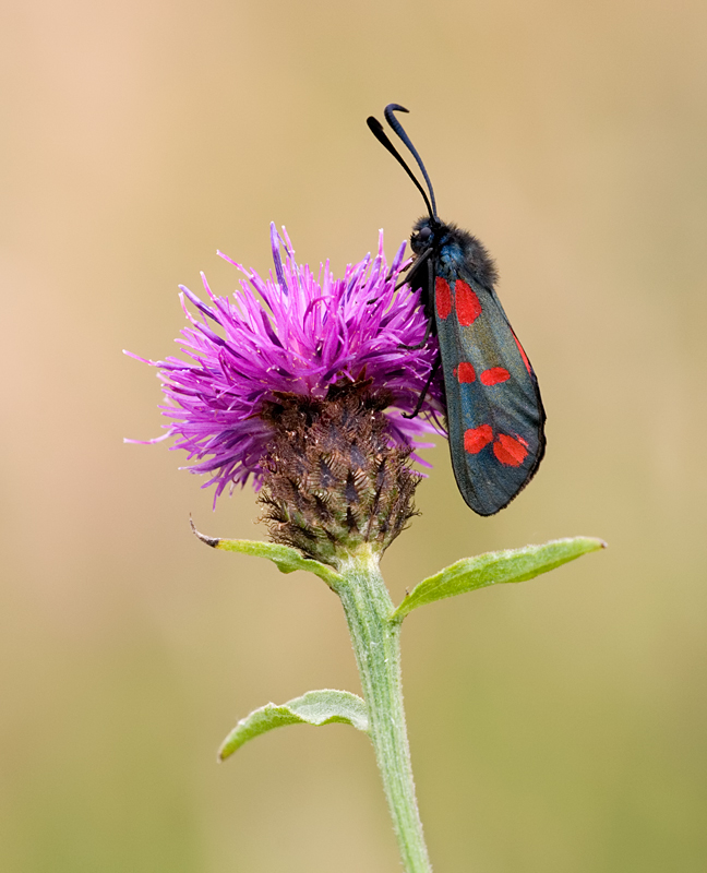 Six Spot Burnet Moth